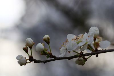 Close-up of cherry blossoms in spring