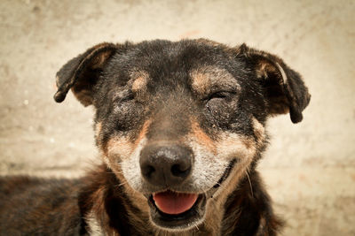 Close-up portrait of dog