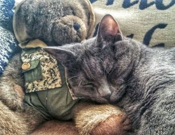 High angle view of cat sleeping