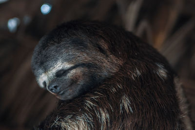 Low angle view of sloth on roof