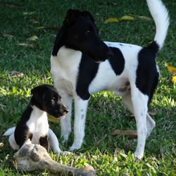 Dog and puppy with bone on grass