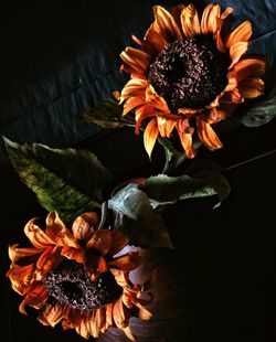 Close-up of flowers against black background