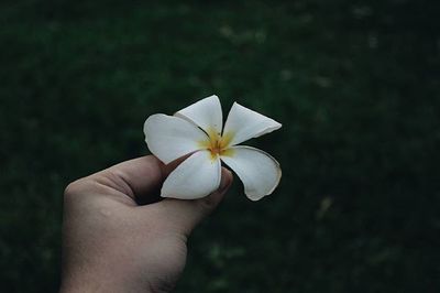 Close-up of cropped hand holding white flower