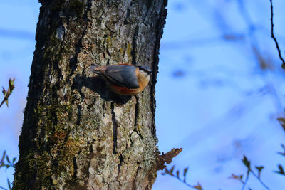 Close-up of bird perching on tree trunk