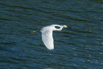 Seagull flying over lake