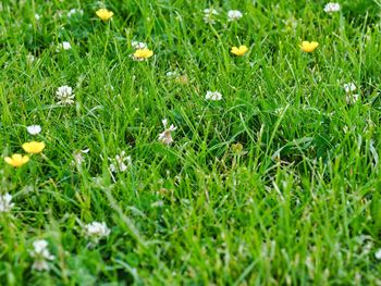 Full frame shot of flowering plants on field