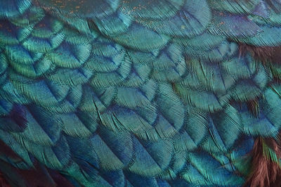 Full frame shot of parrot