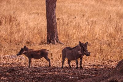 Warthogs in field 