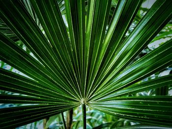 Full frame shot of palm tree