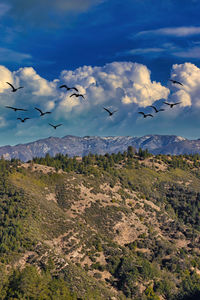 Birds flying over landscape