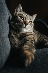 Close-up of cat relaxing