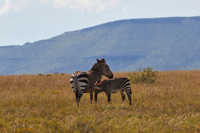 Mother and calf mountain zebra