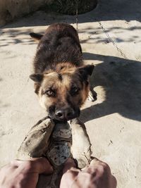 Portrait of man holding dog sitting on sand