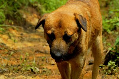 Close-up of dog