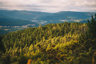Plants growing on land against sky