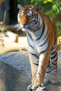 Tiger on rock