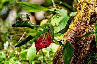 Different shades of leaves