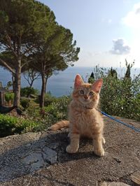 Portrait of cat sitting on a tree