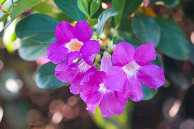 Close-up of pink flowering plant