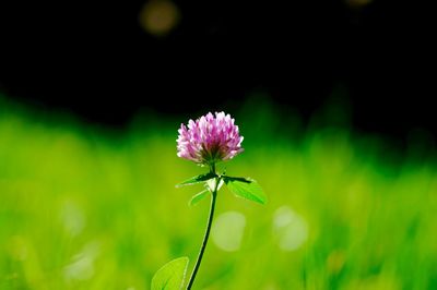 Pink flower blooming on field