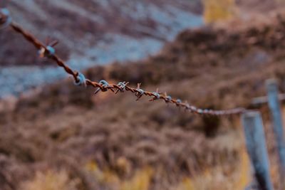 Close-up of barbed wire