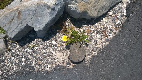 Close-up of flowers growing on rock