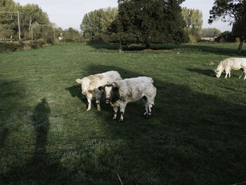 Cows grazing on field