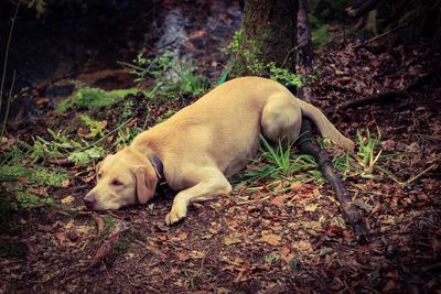 Dog resting on ground