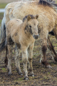 Wild konik horses in dutch oostvaardersplasse in the netherlands