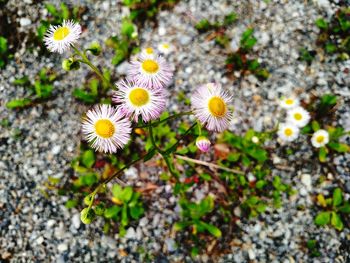 Close-up of daisy flowers