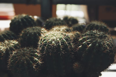 Close-up of succulent plant