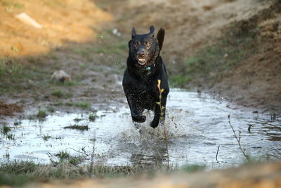 Black dog running in lake