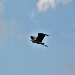 Low angle view of bird flying against sky