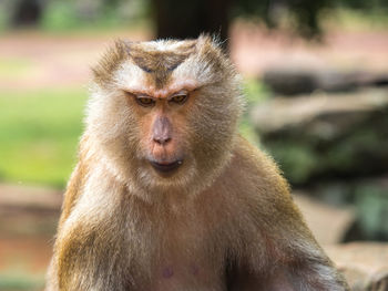 Close-up of monkey sitting in zoo