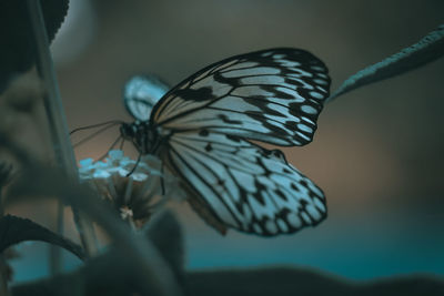 Close-up of butterfly on flower