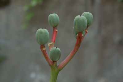 Close-up of flower buds growing outdoors