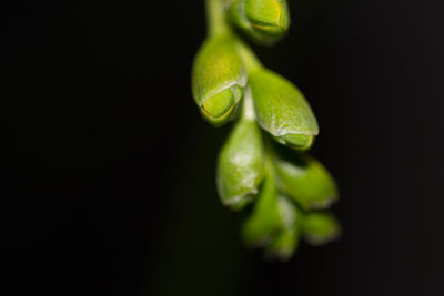 Close-up of plant against black background