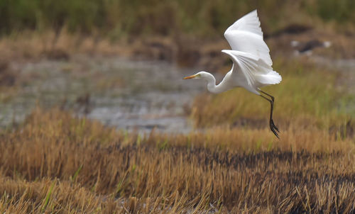 Heron freedom life living in the rice field.