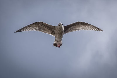 Low angle view of eagle flying against sky
