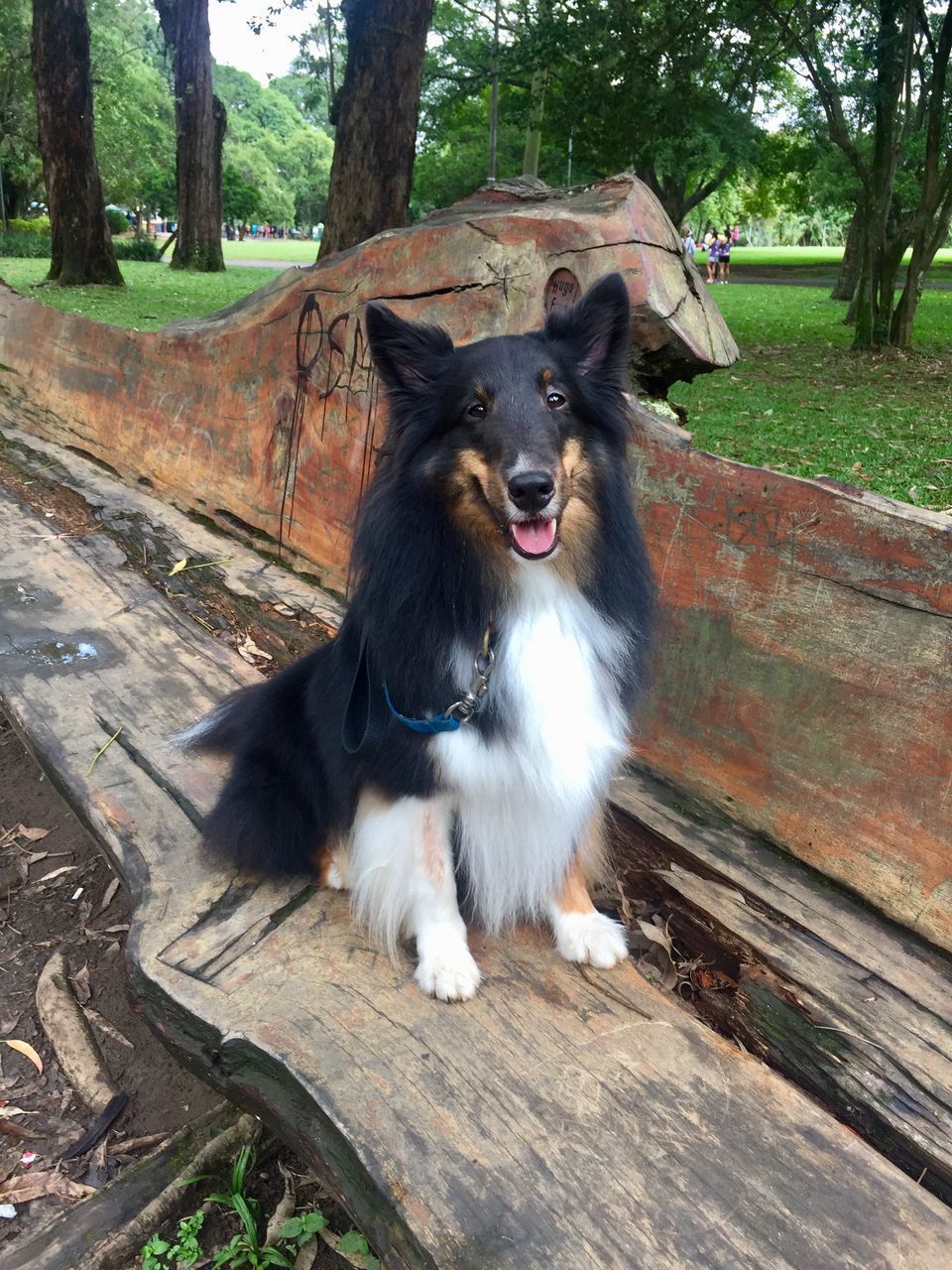 PORTRAIT OF DOG SITTING ON TREE