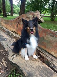 Portrait of dog sitting on wood