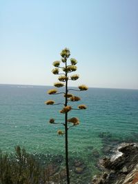 Close-up of tree by sea against clear sky