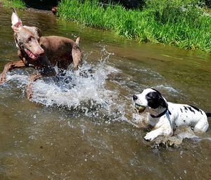 Dog in a water