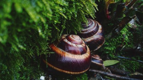Close-up of snail on moss