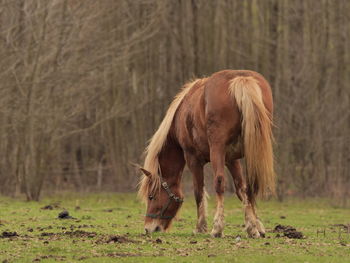 Horse grazing on field