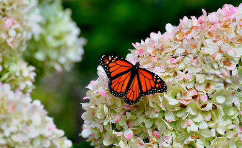 Close-up of butterfly pollinating on pink flower