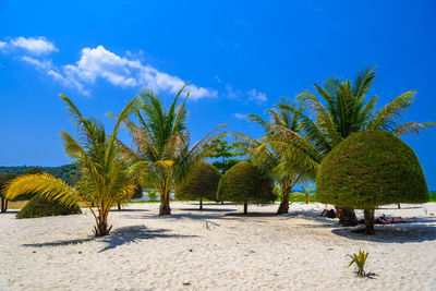 Trees on beach against blue sky