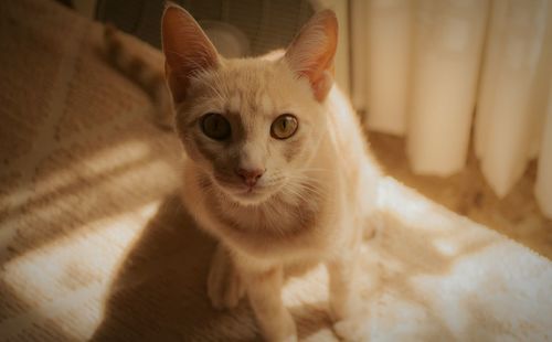 Close-up portrait of cat relaxing at home