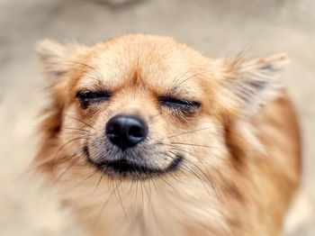 Chihuahua dog close its eyes