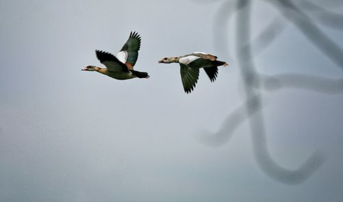 Low angle view of birds flying in sky